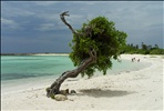 Divi Tree on Baby Beach Aruba